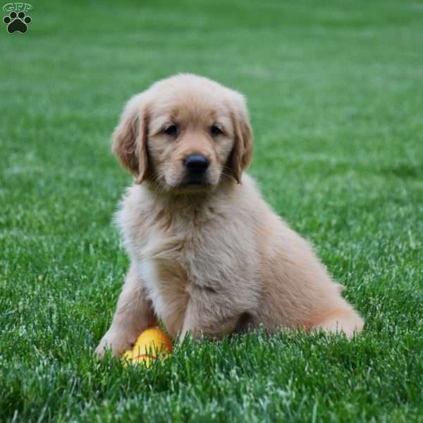 Marley, Golden Retriever Puppy